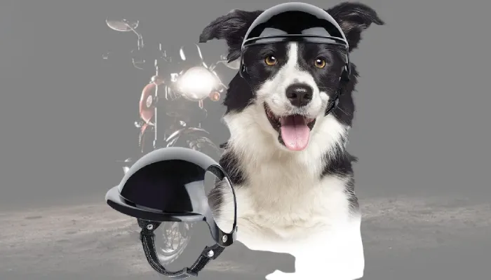 Lesypet Dog Helmet Medium Size