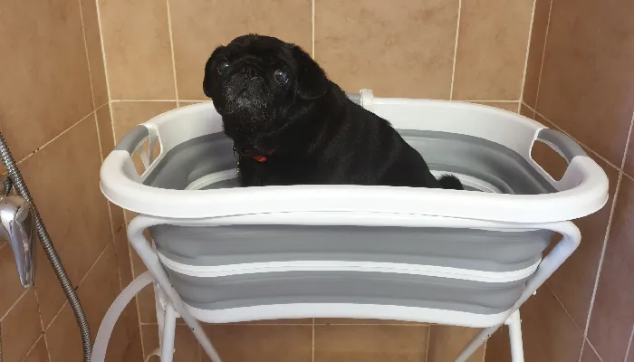 Beberoad Dog Washing Station